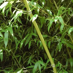 Feuilles de bambou Layla