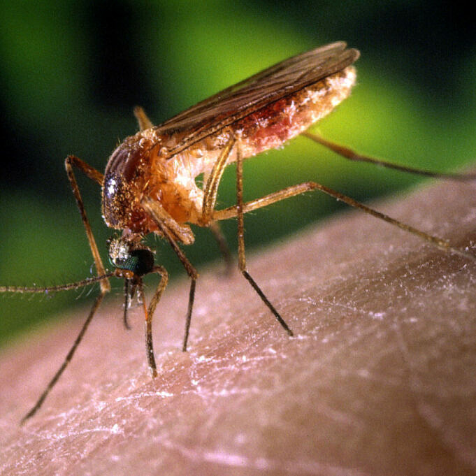 Les Tueurs De Moustiques Sont-ils Efficaces ? Le Guide Complet Des Tueurs De Moustiques